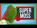 The Hidden Superpowers of Moss