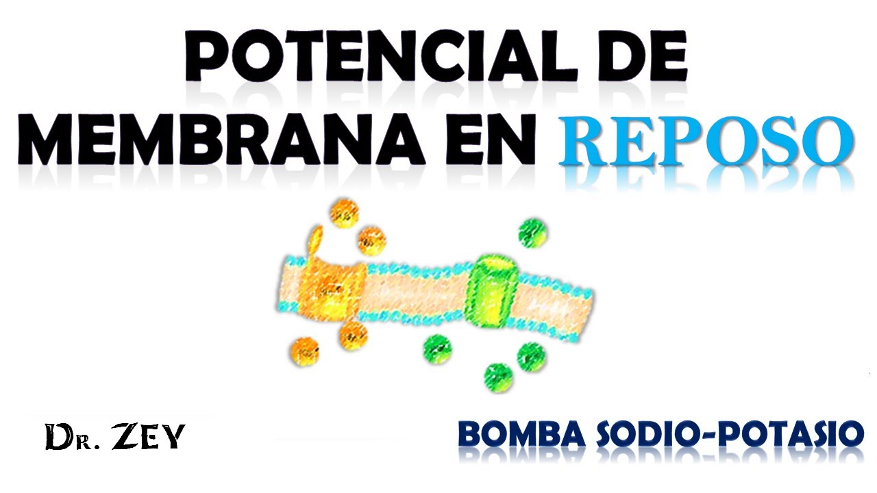 POTENCIAL DE MEMBRANA REPOSO -Bomba Sodio Potasio