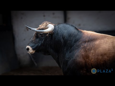 SORTEO | Novillos La Guadamilla, novillada nocturna 27 junio