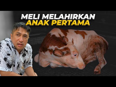MELI AKHIRNYA MELAHIRKAN ANAK PERTAMANYA...tapii..