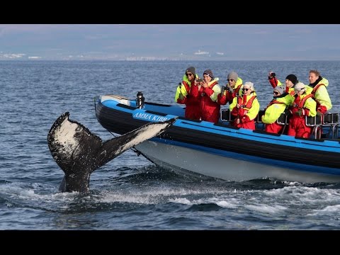 Whale Watching World of Gentle Giants Húsavík Iceland – Walbeobachtung Island