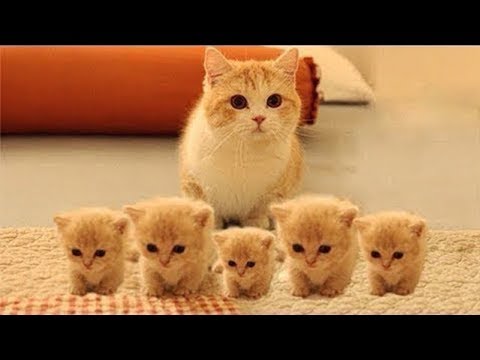 😇😻 10 most caring and  devoted  animal moms in the world