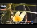 A flower blooming in every Azan in Azerbaijan ...