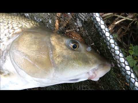 Spinning for barbel I Mrena na prívlač