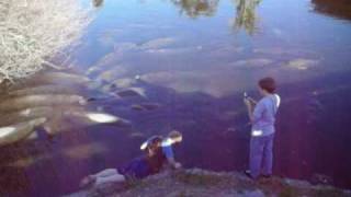 Manatees in Florida - 35 Manatees in the Satellite Beach Berkeley Canal