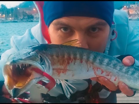 At Çek Barakuda Avı Foça Spinning For Barracuda