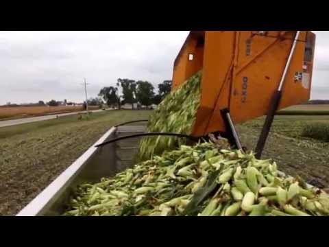Loading semi with sweet corn