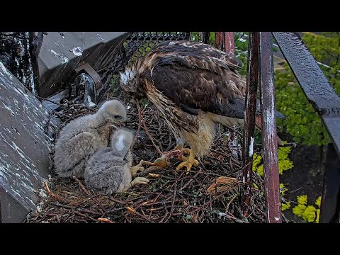 Chipmunk Dinner For Cornell Hawks Chicks After Rainy Day In Ithaca, New York – May 24, 2025