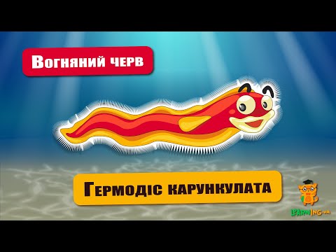 🍀 Дива природи. Явища навколо нас. Гермодіс карункулата — бородатий вогняний черв 🌏