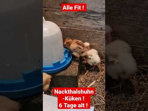 Küken 6 Tage alt ! Alle fit !