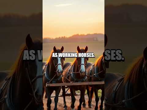 The Powerful Percheron: Giants of the Horse World