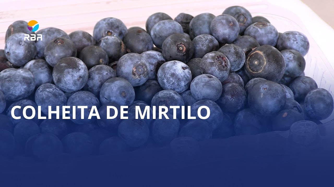 Colheita de mirtilos 🫐