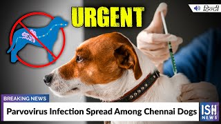 Parvovirus Infection Spread Among Chennai Dogs