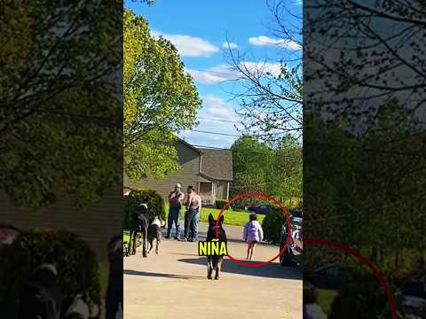 These huge guard dogs protect this little girl #dogs #pets