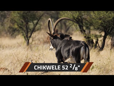 ON AUCTION in 2023: 52¼” Chikwele, a Young, Proven Powerhouse with the X Factor