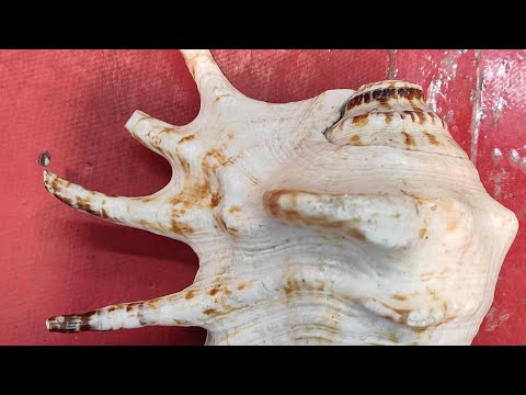 panchmukhi shank  best shank of  panchmukhi  shank  price =500 and aur bi new video dikhaga  like 👿🤟