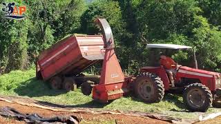 Silagem de capim! Uma ótima alternativa para o pequeno e médio produtor de leite 🐮