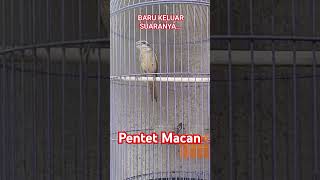 Download lagu Cendet Macan / Pentet Macan Gacor mp3