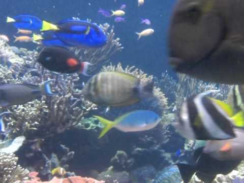 Atlantis Marine World, NY