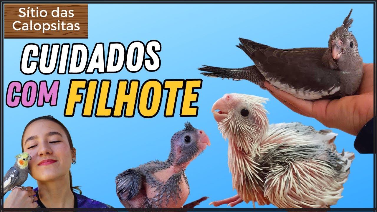 COMO CUIDAR DE FILHOTE DE CALOPSITA