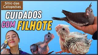 COMO CUIDAR DE FILHOTE DE CALOPSITA