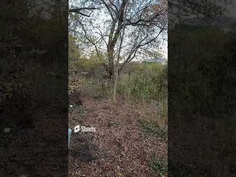 feeding deer bread #shorts