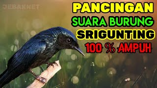Download lagu PANCINGAN SUARA BURUNG SRIGUNTING AMPUH mp3 Download lagu PANCINGAN SUARA BURUNG SRIGUNTING AMPUH mp3