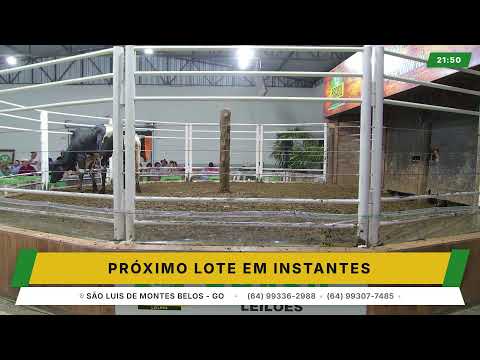 BRASIL LEILÕES - SÃO LUIS DE MONTES BELOS - GO -28/10/2026