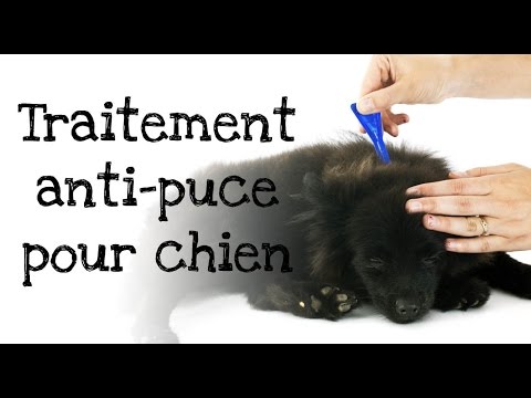 comment traiter un chiot qui a des puces