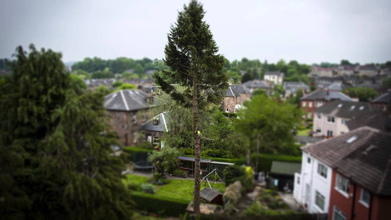 Horsham Tree Surgeons