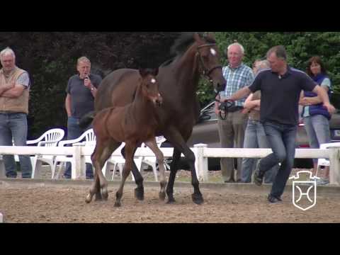 B009 Hengstfohlen von Adagio de Talma - Quintero - Carpaccio