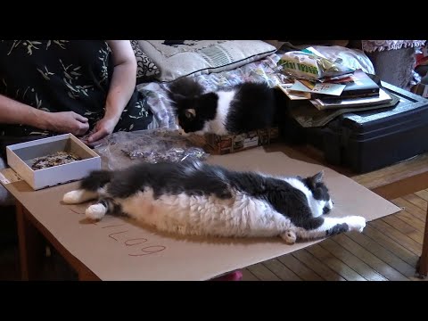 'Purr.. Fect'.. 'Puzzle Pet Party'