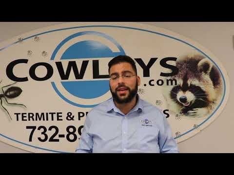 Tips to Keep Your Holidays Pest-Free