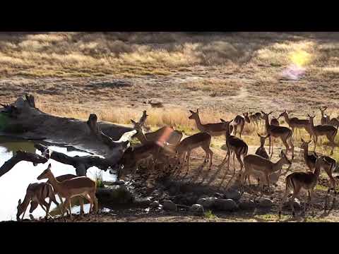 Djuma: Breeding herd of Impalas - 07:47 - 07/06/18