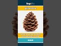 pinecone (noun) - definition and usage in English