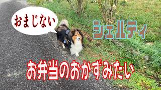 【シェルティ】お弁当のおかずみたい【フランス田舎暮らし🇫🇷】  #犬の散歩 #賢い犬 #犬のいる暮らし #シェルティ