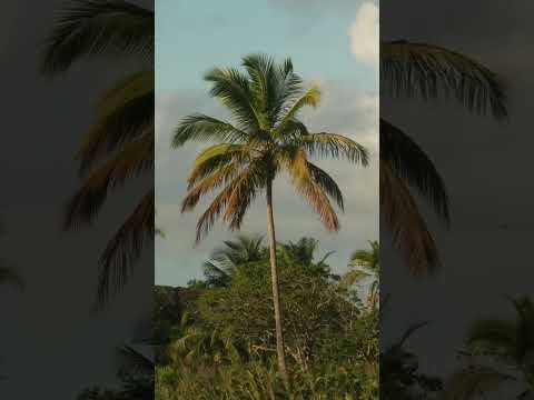 Parafuse Itacaré #itacare #travel #bahia #praia #paradise #beach