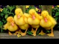 Песенка про двух утят 