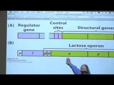 Kevin Ahern's Bite-Sized Biochemistry #49 - Translation III / Gene Expression I