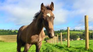 Never Break Your Heart