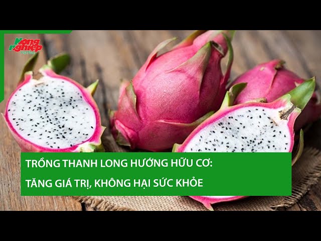 Trồng thanh long hướng hữu cơ: Tăng giá trị, không hại sức khỏe