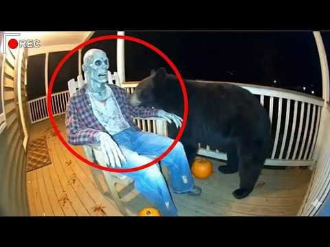 CCTV | 🐻 Bears Scared by ZOMBIE on Porch 🧟‍♂️ (Hilarious Reactions)