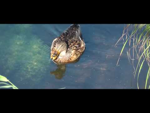 Willi Girmes Goch-Hymne