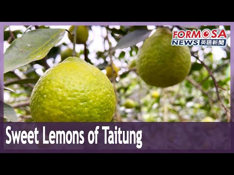 Taitung farmer makes name for himself with sweet lemon variety sanbokan