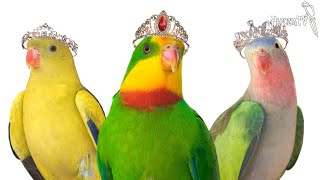 Princess Parrots- Aviary Birds or Pets?