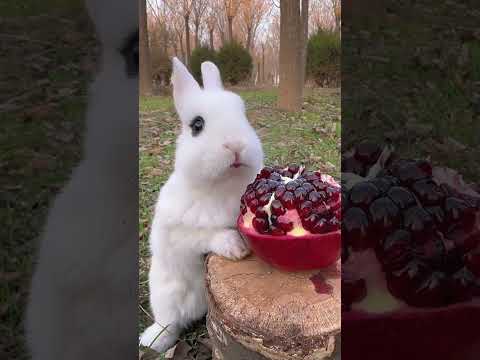 Little rabbit eats sweet and sour pomegranate, cute pet rabbit, pastoral little cute pet