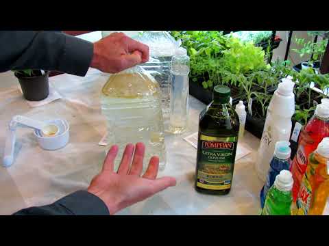 How to Make Neem Oil, Smothering Insect Oil and Fungicide Sprays: Recipes & Routines DIY Ep-4