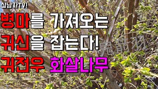 병마를 물리치고 당뇨 간 항종양 항염작용  귀전우 화살나무  홑잎나물 참빗나무 효능 구별방법 사용법 부작용 …