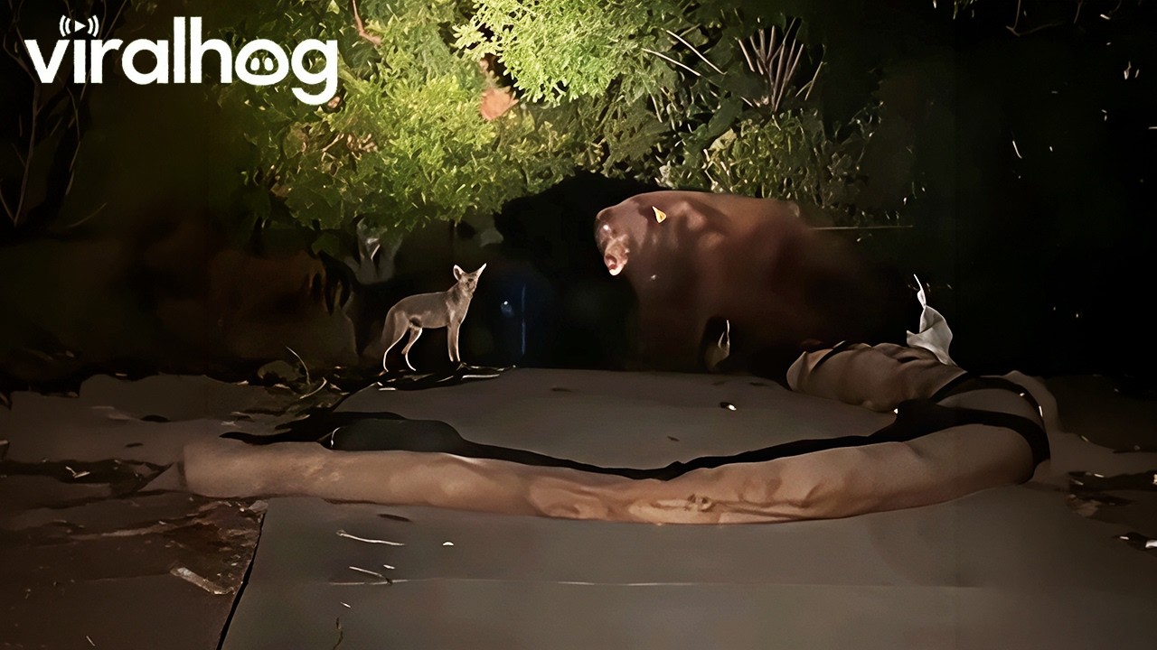 A Bear and a Coyote Walk Into a Bar... || ViralHog