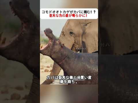 コモドオオトカゲがカバに挑む！？巨大な力の差が明らかに！  #カバ #コモドオオトカゲ #野生動物 #動物バトル #自然界